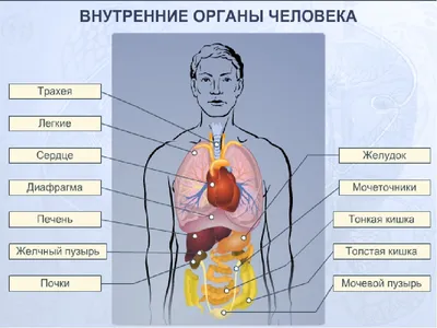 Мышцы человека: анатомия, строение, функции – Российский учебник