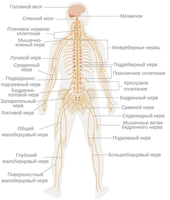 Билим булагы – Биология:Органы и системы органов человека