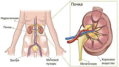 10 Признаков Того, Что Ваши Почки Умоляют о Помощи - YouTube