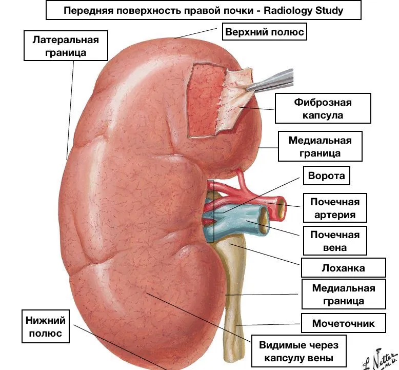 Верхние границы почек. Наружное строение почки анатомия. Внешнее строение почки анатомия. Почки строение латеральный край. Латеральному краю левой почки:.
