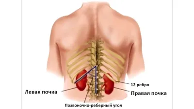 Почки человека: где находятся, как выглядят и работают, почему могут болеть