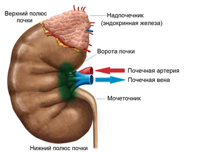 Киста почки - причины образования, диагностика и лечение