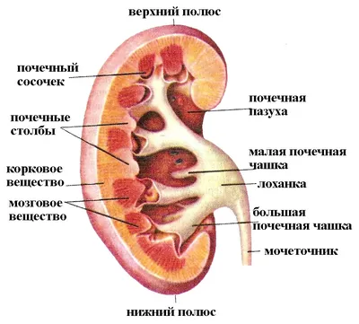 Синусная киста почки. Парапельвикальная киста почки. Диагностика и лечение