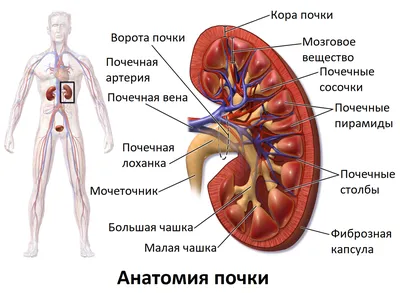 Рак почки: симптомы, причины, диагностика и лечение