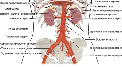 Опухоли почек у детей