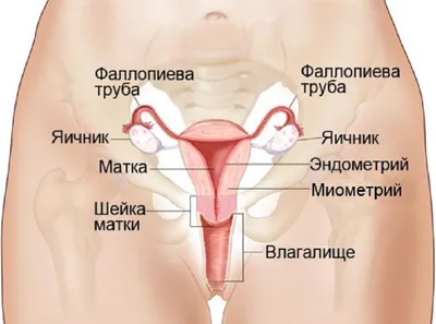 Удаление придатков матки (аднексэктомия) | Клиника «АльтраВита» | Дзен