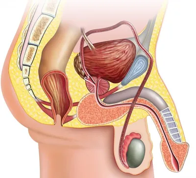Как устроена мужская репродуктивная система - схема мужской половой системы