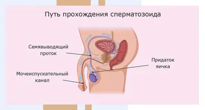 Киста яичника: симптомы, причины, виды, что делать, чем опасна, как  избавиться