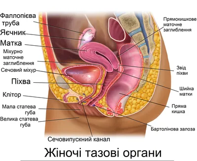 Удаление кисты придатка яичка записаться в Минске в медицинских центрах  «ЛОДЭ»