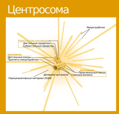 Воспаление придатков — лечение аднексита в СПб