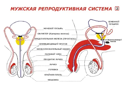 Экстирпация матки: удаление матки и шейки с придатками в Москве | «Бест  Клиник»
