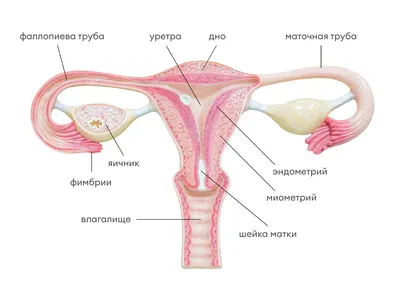 Аднексит у женщин ♀️ — симптомы, причины, диагностика и лечение | Блог ЛДЦ  Здоровье