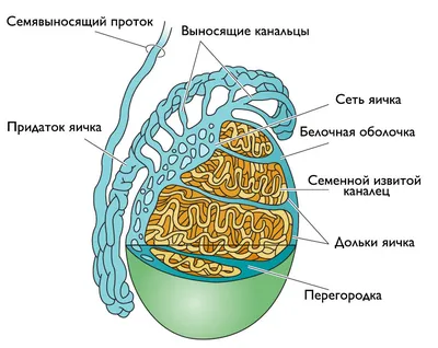 Кожа и ее придатки, функции | Медицина простым языком | Дзен