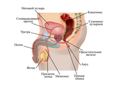 Анатомия: Яички. Строение яичек