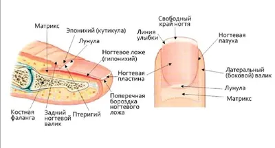 Техники получения сперматозоидов: биопсия и пункция яичка. (TESA и MESA)