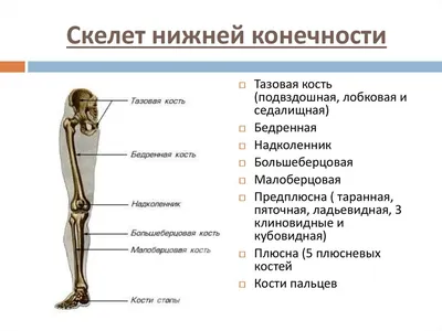 Боли в области икры: дифференциальный диагноз / Статья на сайте Волынской  больницы от  г.