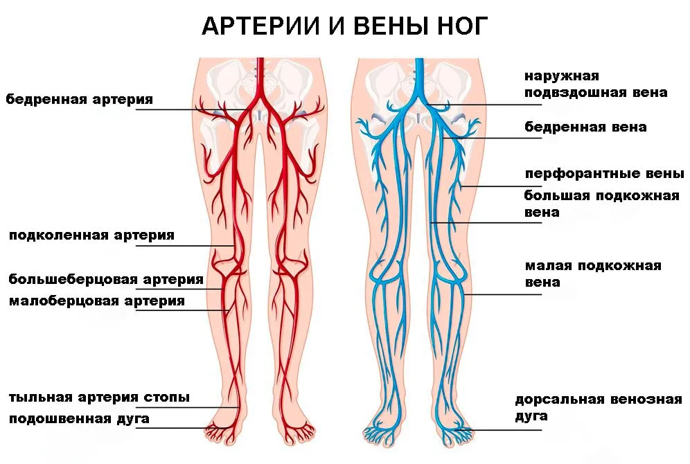 Бедренная Артерия Где Находится У Мужчин Фото