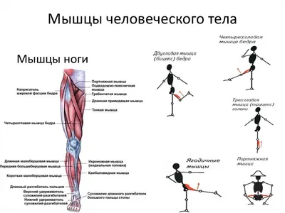 Качаем ноги. Правила эффективного тренинга | ЗОЖ(ж)ЁЖ | Дзен