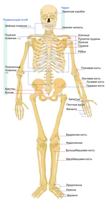 Где находится голень у человека картинки