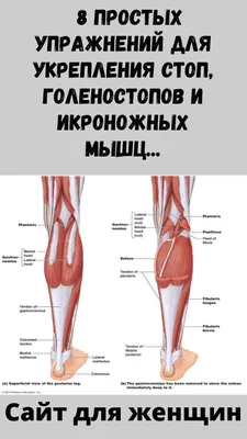 Сайт для женщин | Упражнения, Икроножные мышцы, Йога для беременных