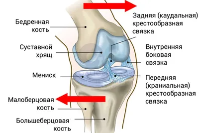 АНАТОМИЯ | СПОРТИВНАЯ ТРАВМАТОЛОГИЯ