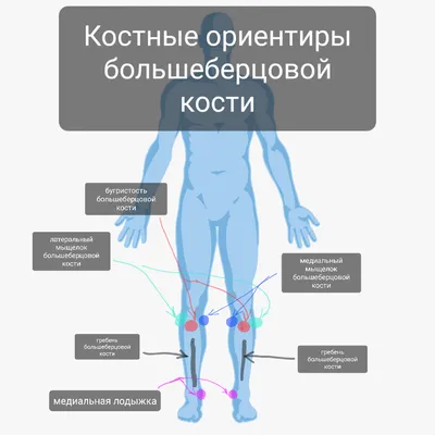 Большеберцовая кость. | Заметки спортивного врача. | Дзен