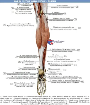 Анатомия: Мышцы голени. Задняя группа мышц голени.
