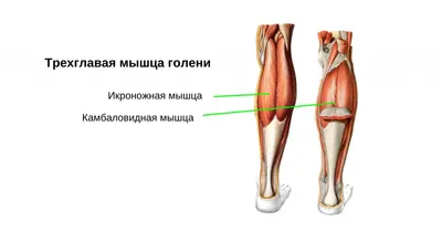 Как распознать перелом лодыжки и что делать дальше - Лайфхакер