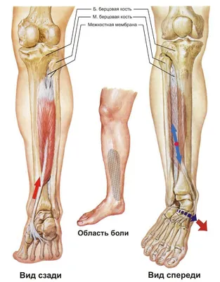 Мышцы голени: анатомия. Простым и доступным языком