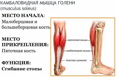 Воспаление надкостницы: как лечить и как не получить - "Марафонец"