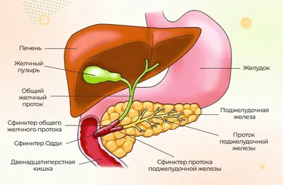 Как понять, что у человека болит: может ли болеть печень или желчный пузырь?