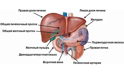 Всё о печени: строение и функции в организме человека