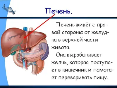 Какие существуют заболевания печени: симптомы и признаки болезни? |  ИзучаюМир | Дзен