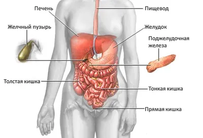 Онко Вики — Как устроена и как работает печень?