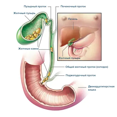 Энциклопедия - Печень и желчный пузырь