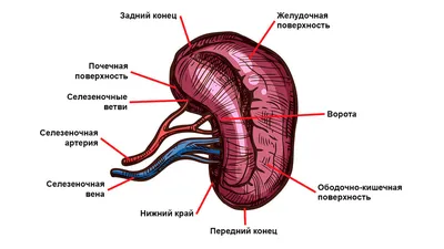 ТАЙНА БОЖЕСТВЕННОСТИ ЧЕЛОВЕКА - "Диктаторы судьбы" (ч.2) | Книга Ангелов и  Демонов | Дзен