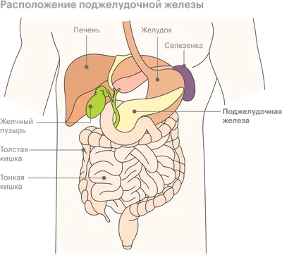 Где находится селезенка у человека и как она болит, симптомы у женщин и  мужчин.