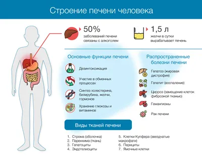 Пищеварительные железы, подготовка к ЕГЭ по биологии