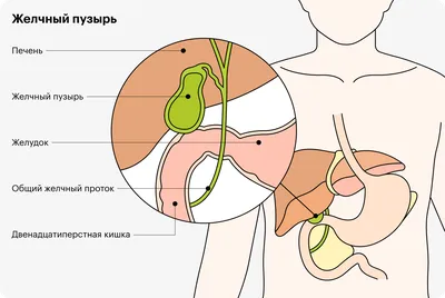 5 заблуждений о печени, от которых у гепатолога портится настроение |  MedAdvisor