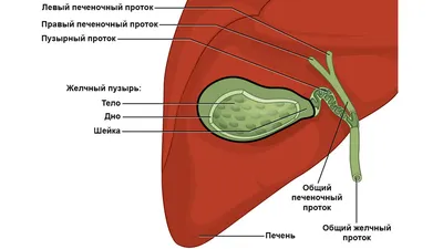 Последствия удаления желчного пузыря: стоимость, жизнь после холецистита,  осложнения, диета