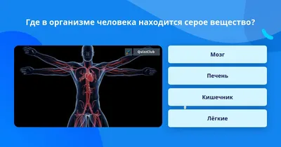 Где находится печень у человека, с какой стороны печень - анатомия