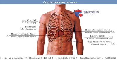 Печень находится не справа!😱 | Диетолог Лилия Стародубцева | Дзен