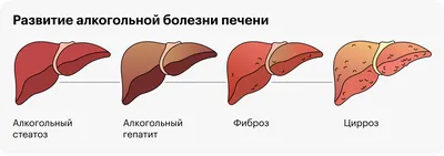 Желудочно-кишечный тракт человека — Википедия