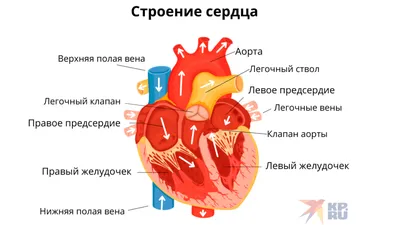 Где находится сердце у человека 63 картинки