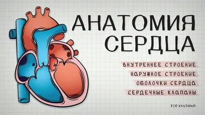 Сердце человека: где находится, как выглядит и работает, почему может болеть