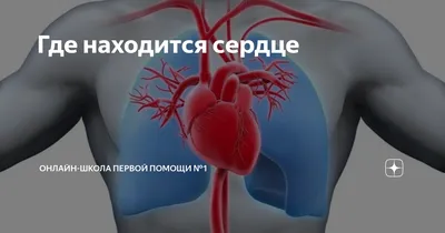 Транспозиция органов: как живут люди, у которых сердце находится с правой  стороны - Русская семерка