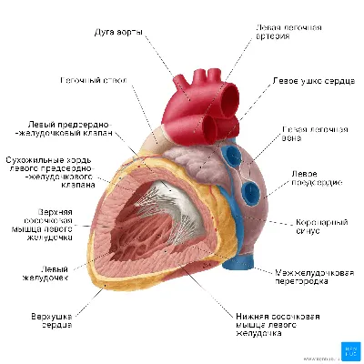 Анатомия сердца человека. Просто и доступно