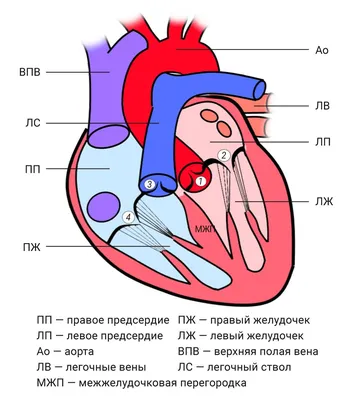 Желудок человека — Википедия