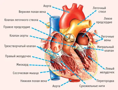 Сердце - Kenhub