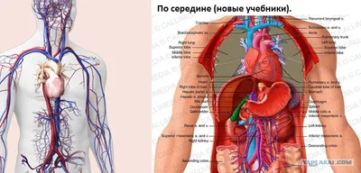 Как работает сердце человека | Консультация аритмолога в Минске 